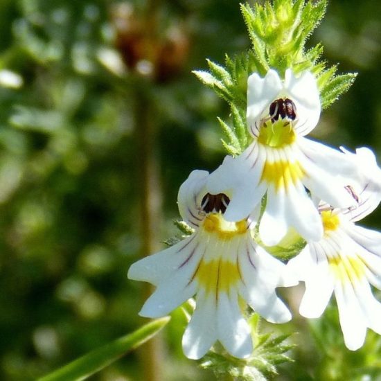 Euphrasia Officinalis: Ο σύμμαχος στις εποχικές αλλεργίες - materia herbaria pharmacy