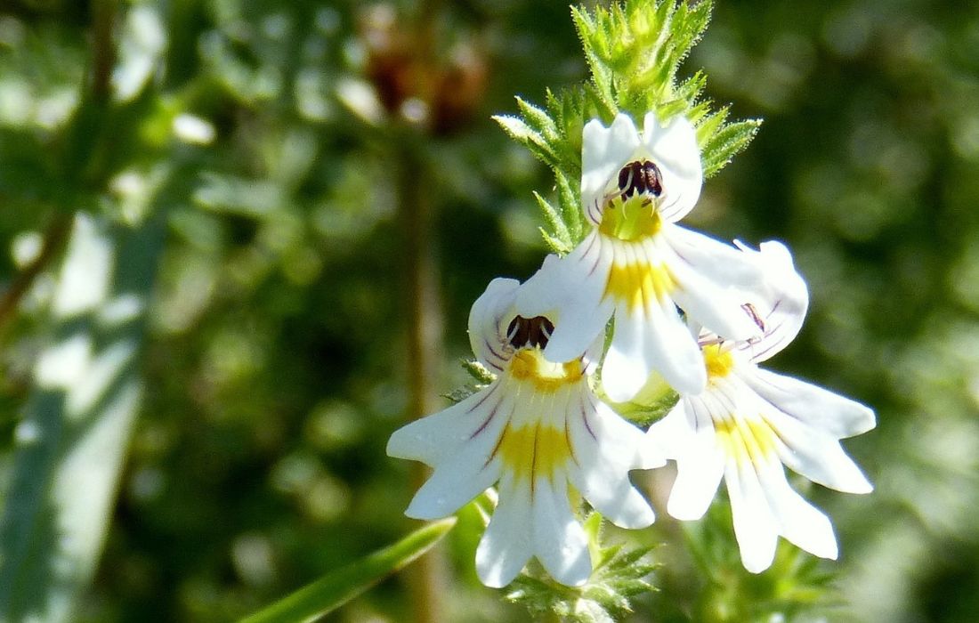 Euphrasia Officinalis: Ο σύμμαχος στις εποχικές αλλεργίες - materia herbaria pharmacy